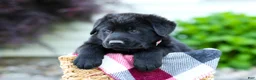 Sheprador dogs for sale: Bear - Ad 2