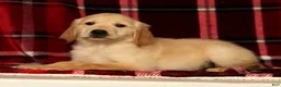 Golden Retriever dogs for sale: Mia - Ad 5