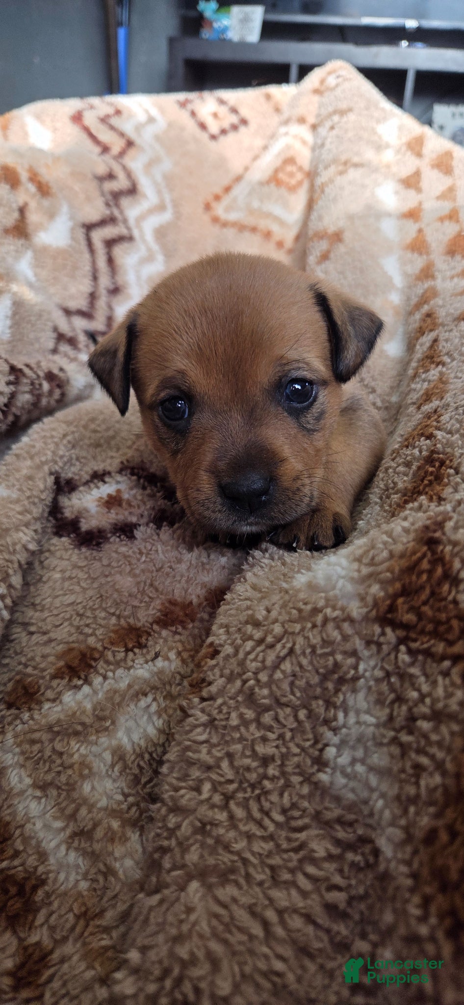 Mixed Breed dogs Sweet Pea - Ad 1