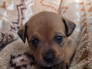 Mixed Breed dogs for sale: Sweet Pea - Ad 2