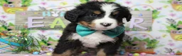 Bernese Mountain Dog dogs for sale: Cooper  - Ad 5