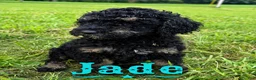 Standard Poodle dogs for sale: Jade - Ad 2