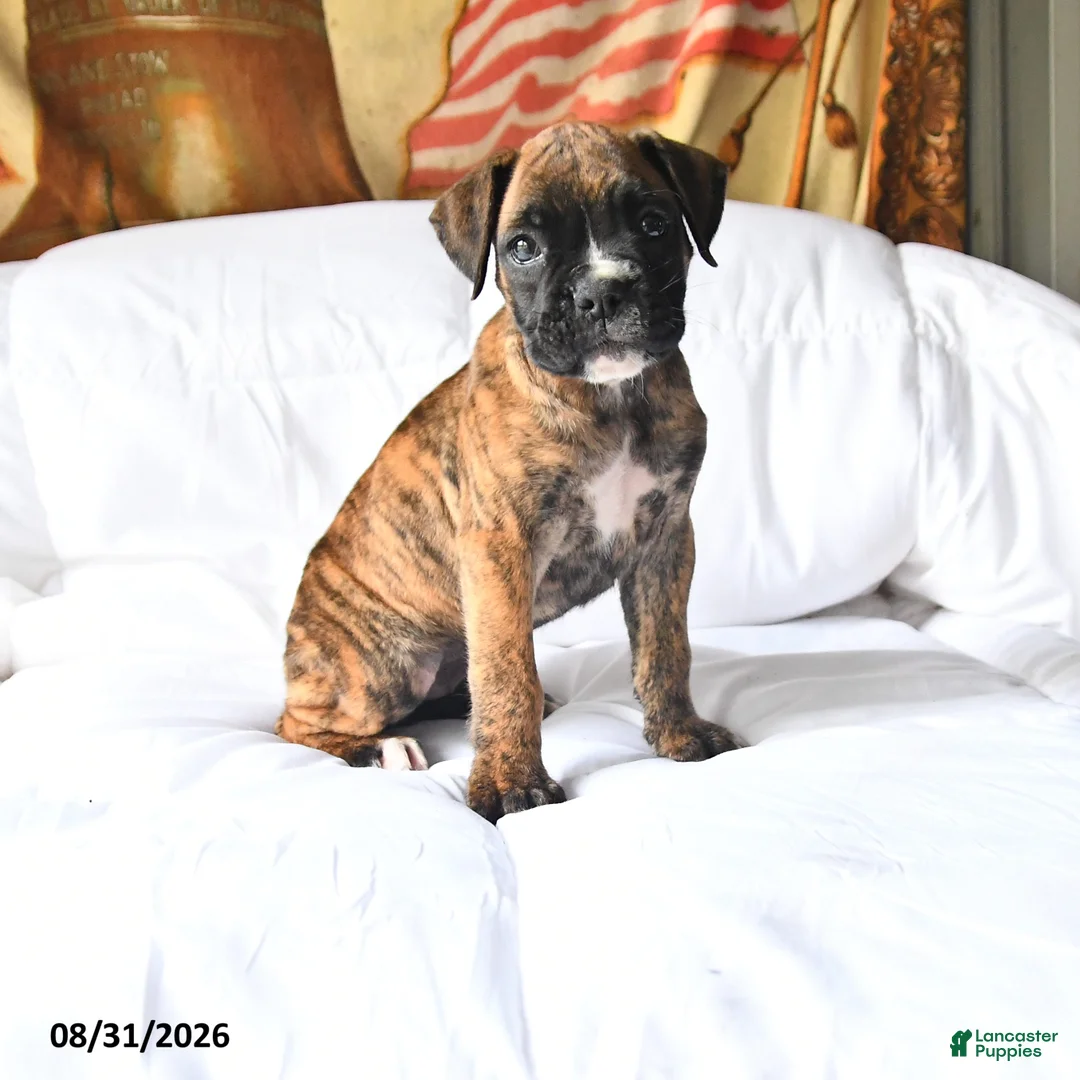 Boxer dogs for sale: Callie - Ad 1