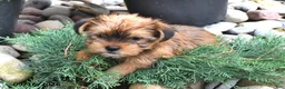 Shorkie dogs for sale: Bear - Ad 4