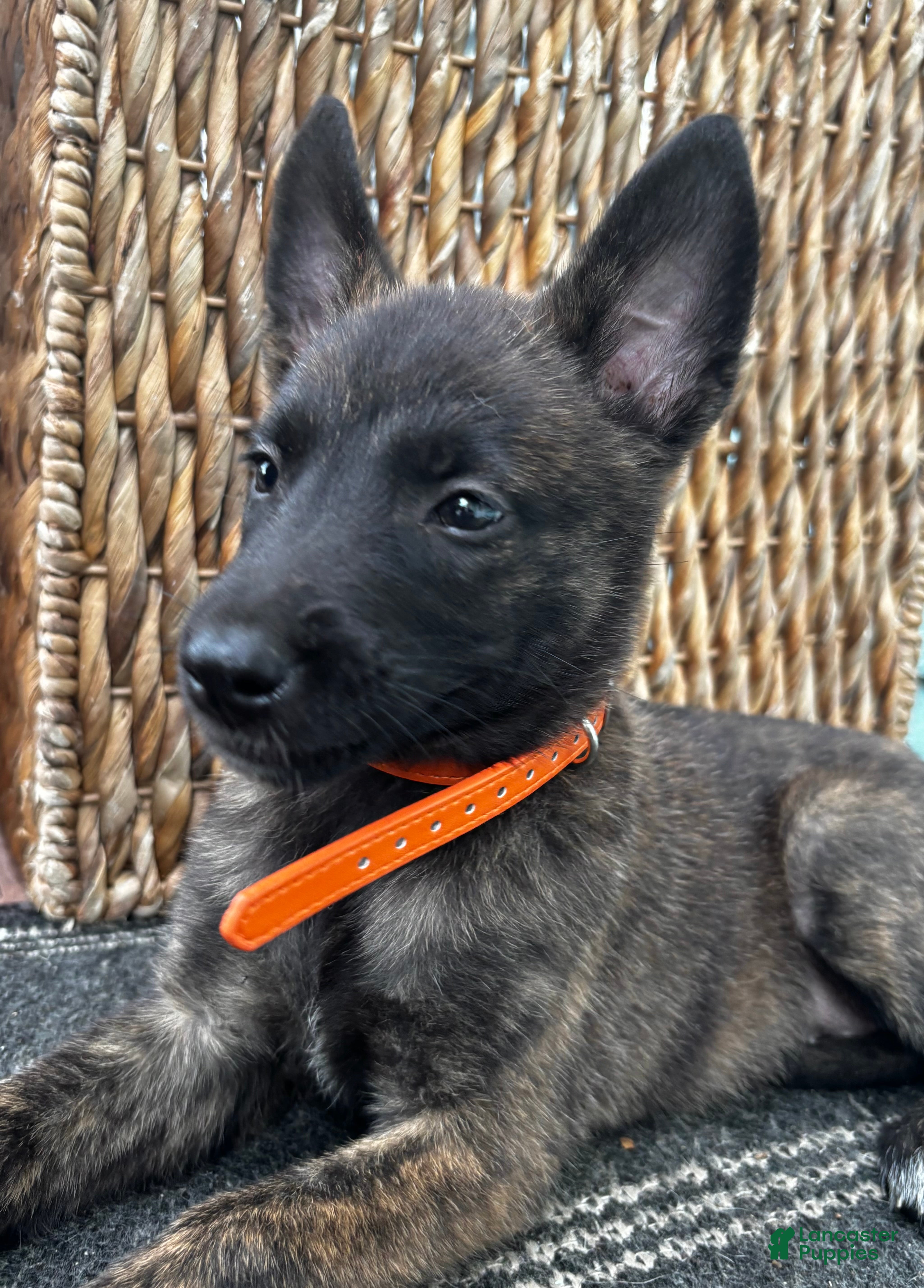 Dutch Shepherd dogs Dutch Shepherd 6 - Ad 2