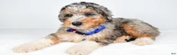 Mini Aussiedoodle dogs for sale: Shiloh - Ad 5