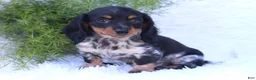 Miniature Dachshund dogs for sale: Sutherland - Ad 1