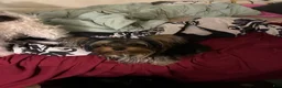 Morkie dogs for sale: Black Jack - Ad 5