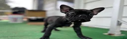 Mixed Breed dogs for sale: Batman - Ad 4