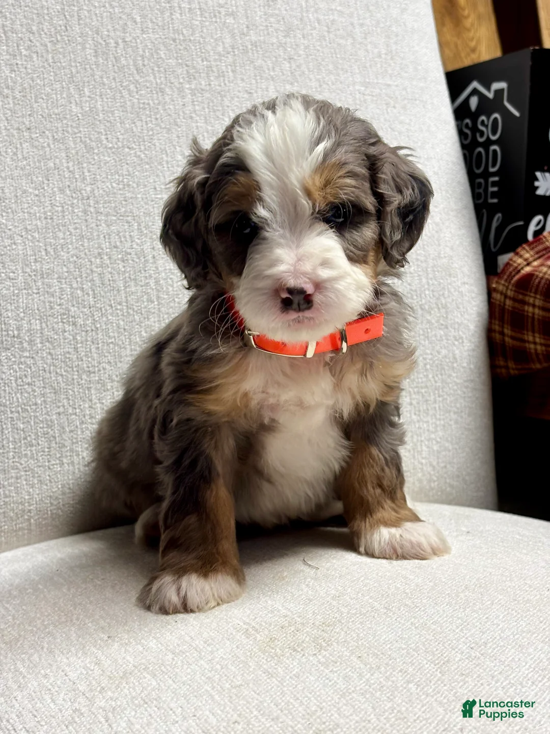 Mini Bernedoodle dogs for sale: Everest Mini Bernedoodle Puppy 6 - Ad 2