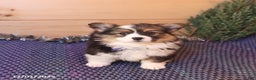 Welsh Corgi Pembroke dogs for sale: Honi  - Ad 5