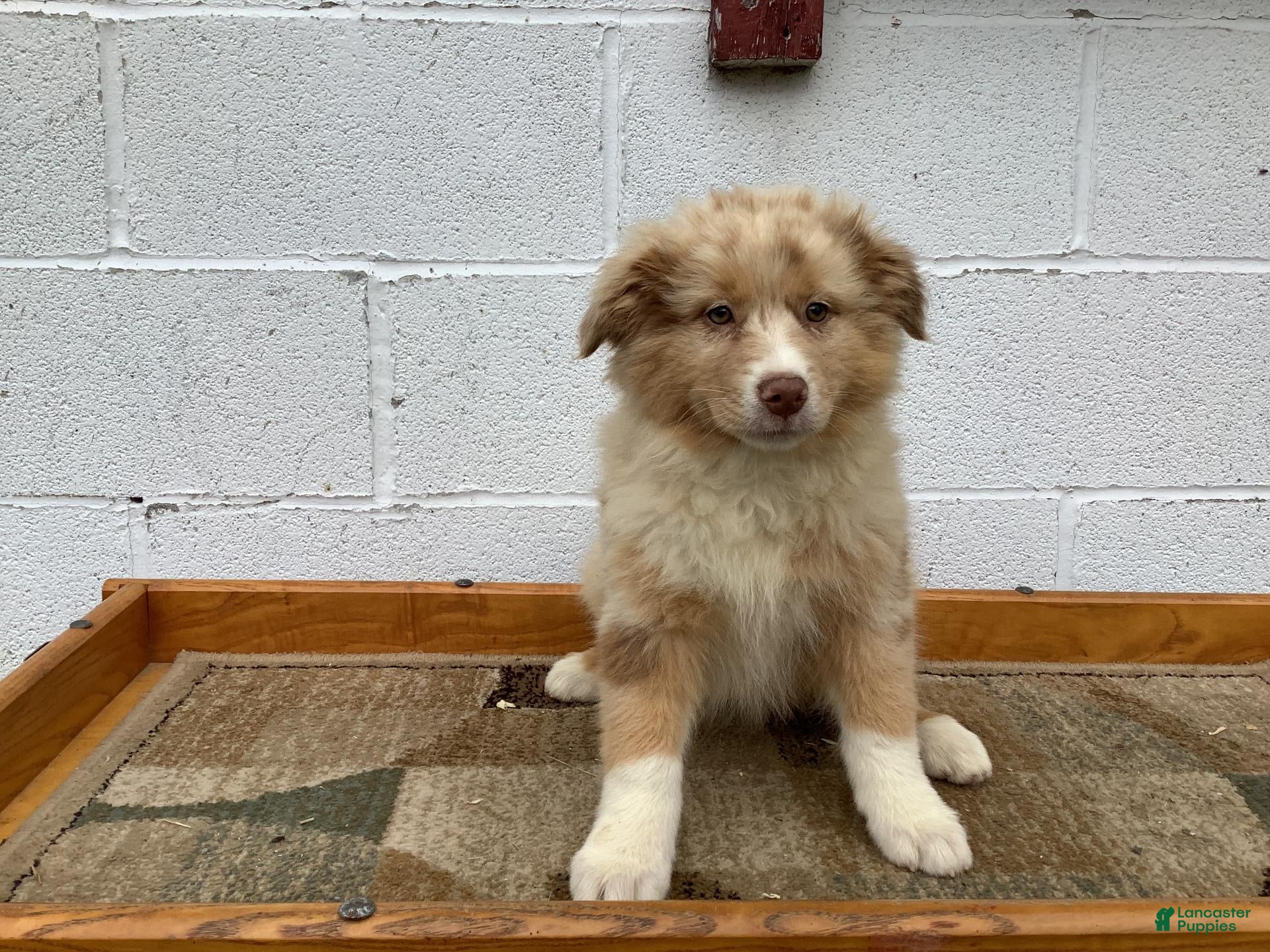 Australian Shepherd dogs Belle - Ad 1