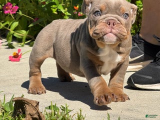 English Bulldog dogs English Bulldog Puppy 1 - Ad 3