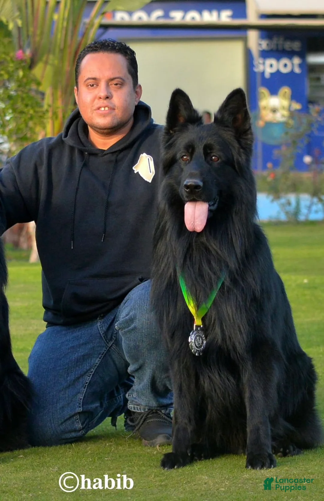 German Shepherd dogs for sale: German Shepherd Puppy 1 - Ad 2