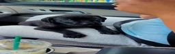 Cane Corso dogs for sale: Cane Corso 1 - Ad 2