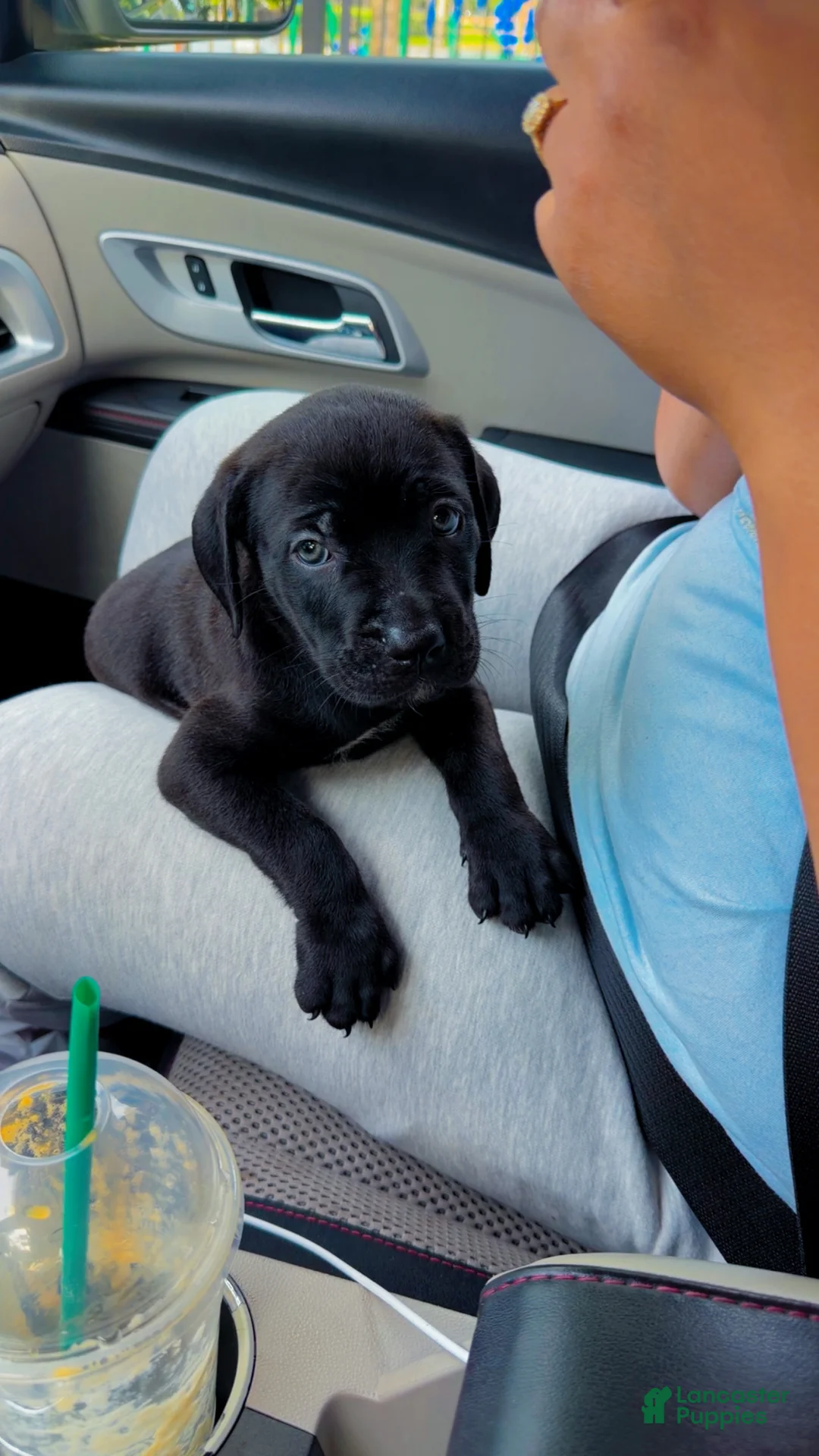 Cane Corso dogs for sale: Cane Corso 1 - Ad 2
