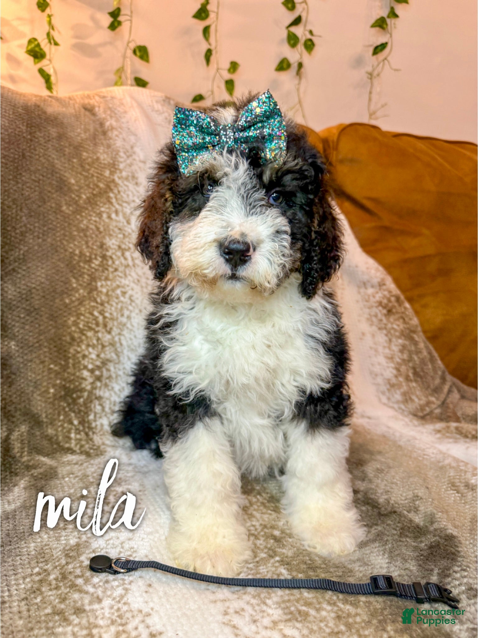 Mini Bernedoodle dogs Mila - Ad 21