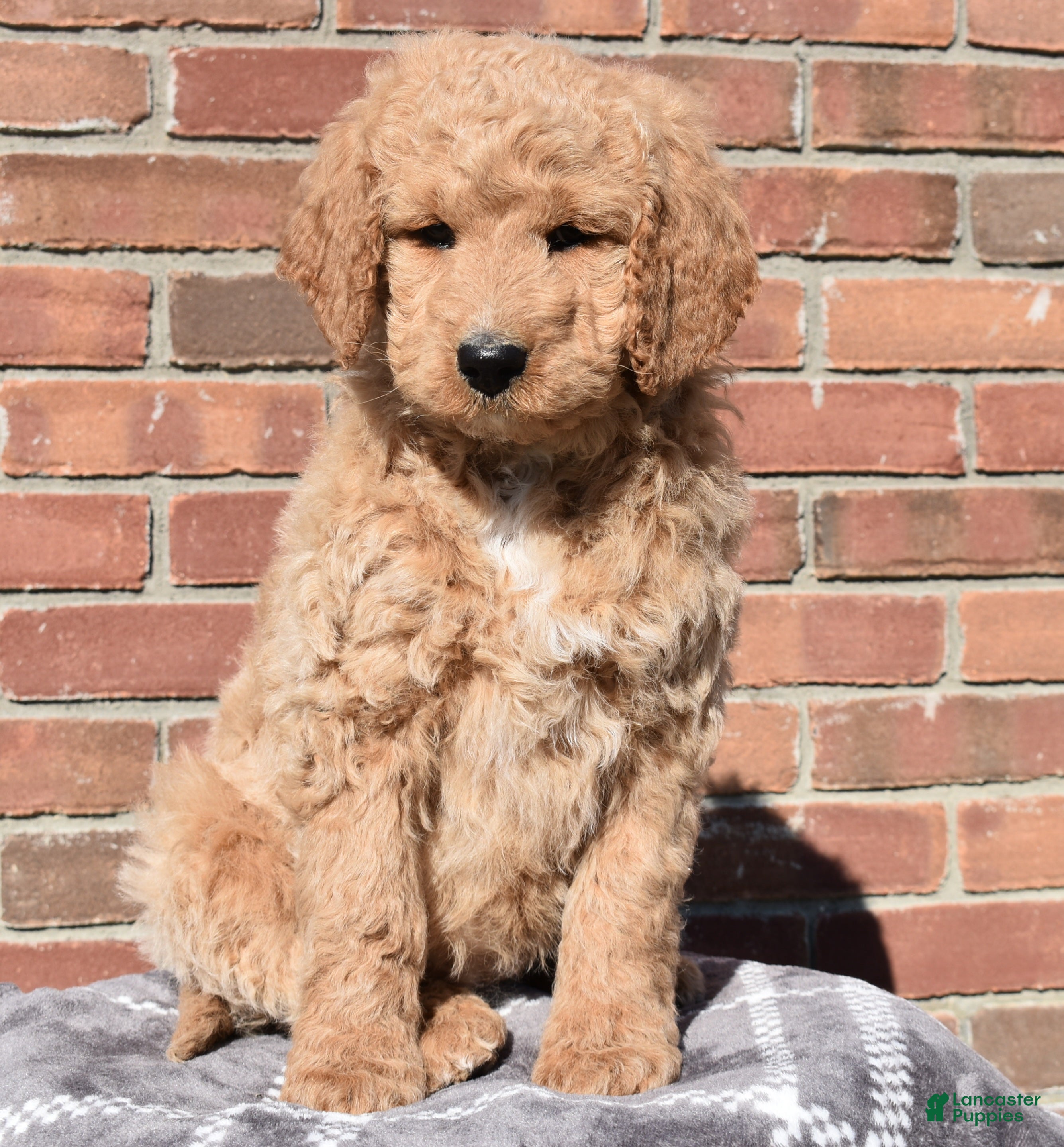 Goldendoodle dogs Sadie  - Ad 38