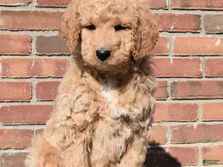 Goldendoodle dogs Sadie - Ad 38