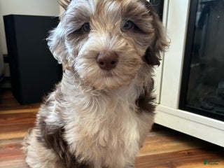 Miniature Labradoodle dogs - Ad 16