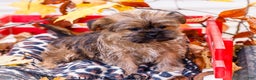Shorkie dogs for sale: Lanae - Ad 8