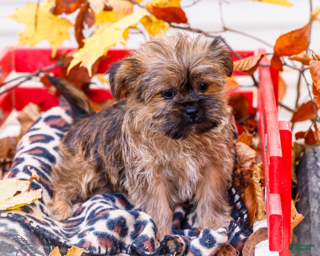 Shorkie dogs for sale: Lanae - Ad 8