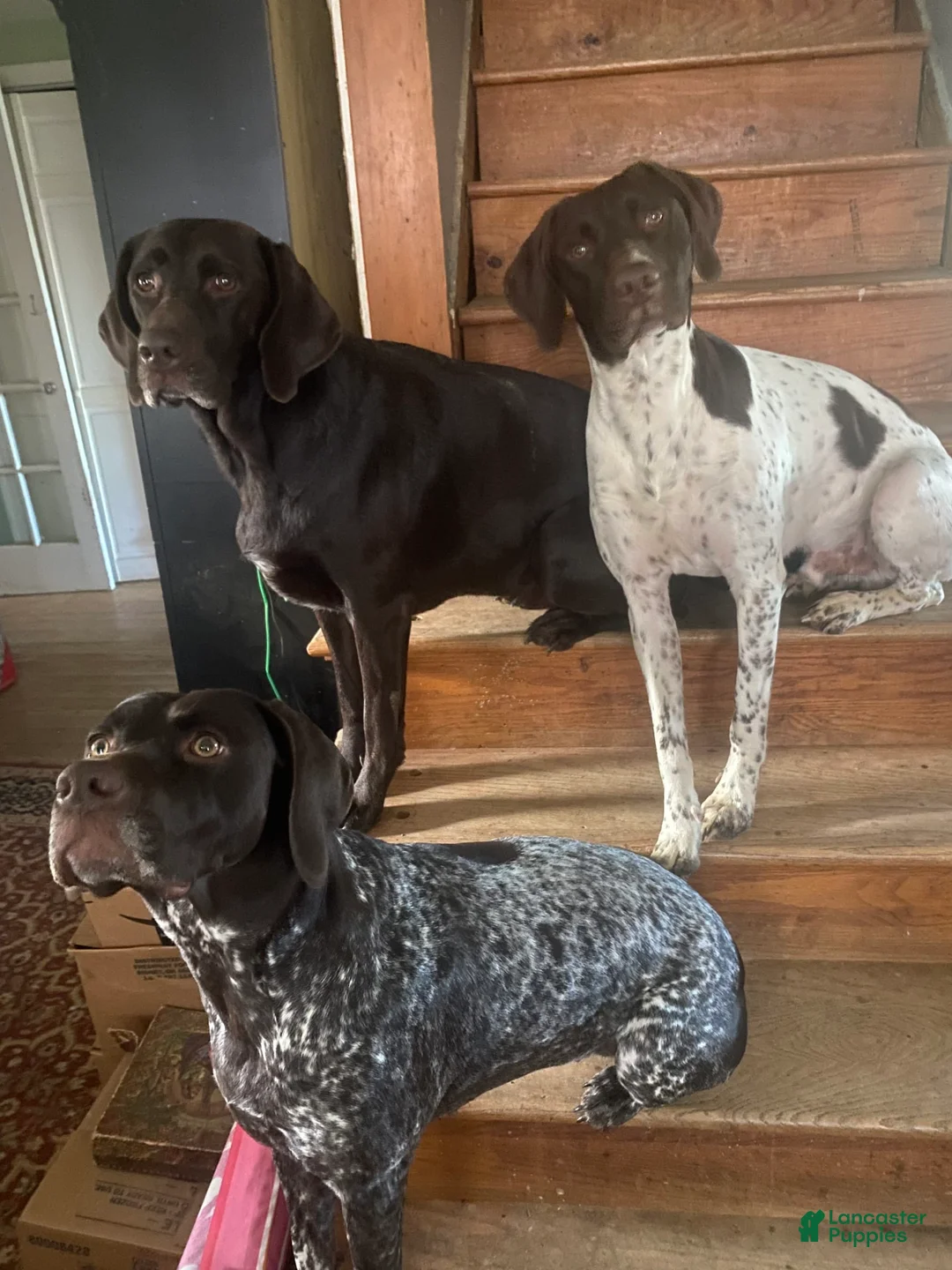 Gallery Image {{count}}