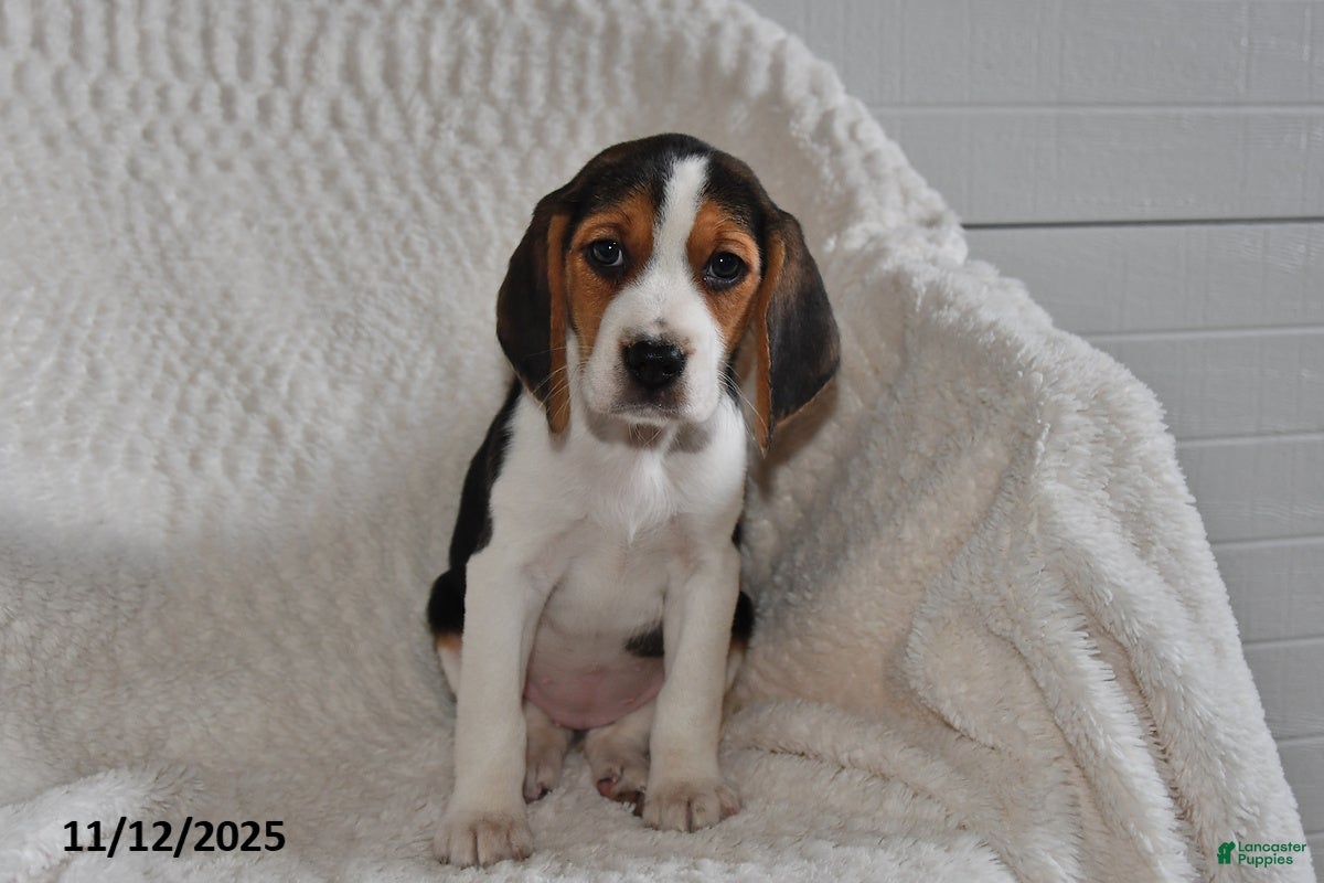 Beagle dogs Jewel - Ad 35