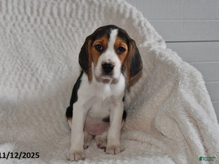 Beagle dogs Jewel - Ad 39