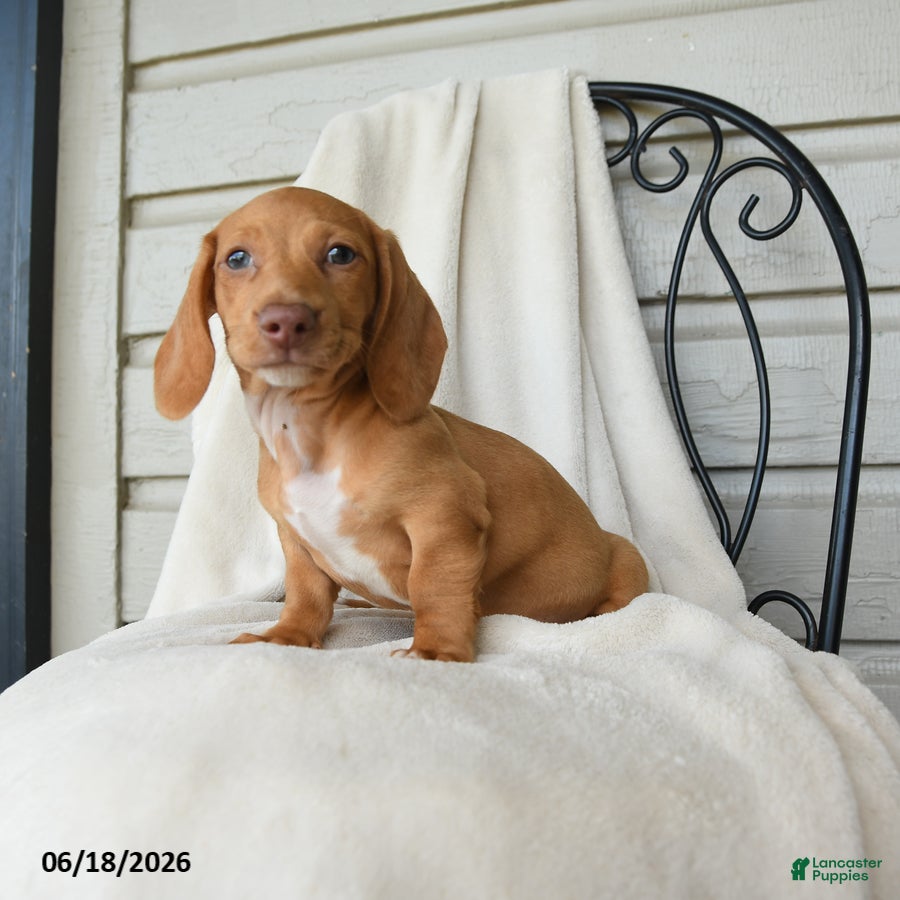 Dachshund dogs Alasdair - Ad 2