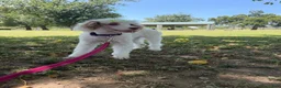 Miniature Poodle dogs for sale: Akc Clear 🧬 Tested Chocolate Phantom Parti 🩷 - Ad 8