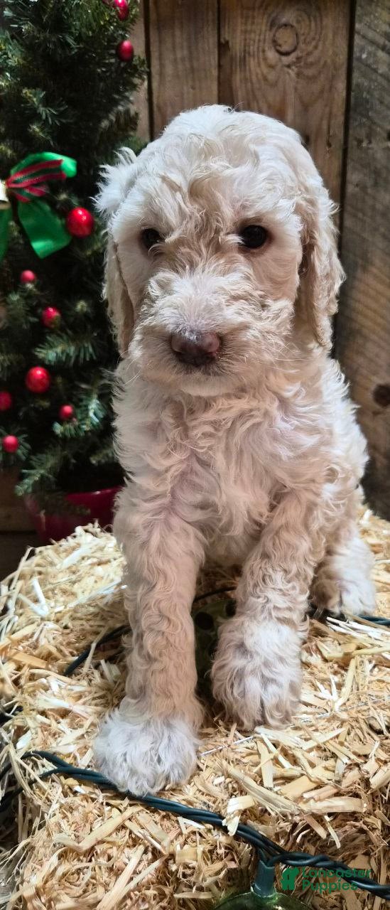 Goldendoodle dogs Klaus  - Ad 4