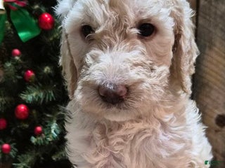 Goldendoodle dogs Klaus - Ad 32