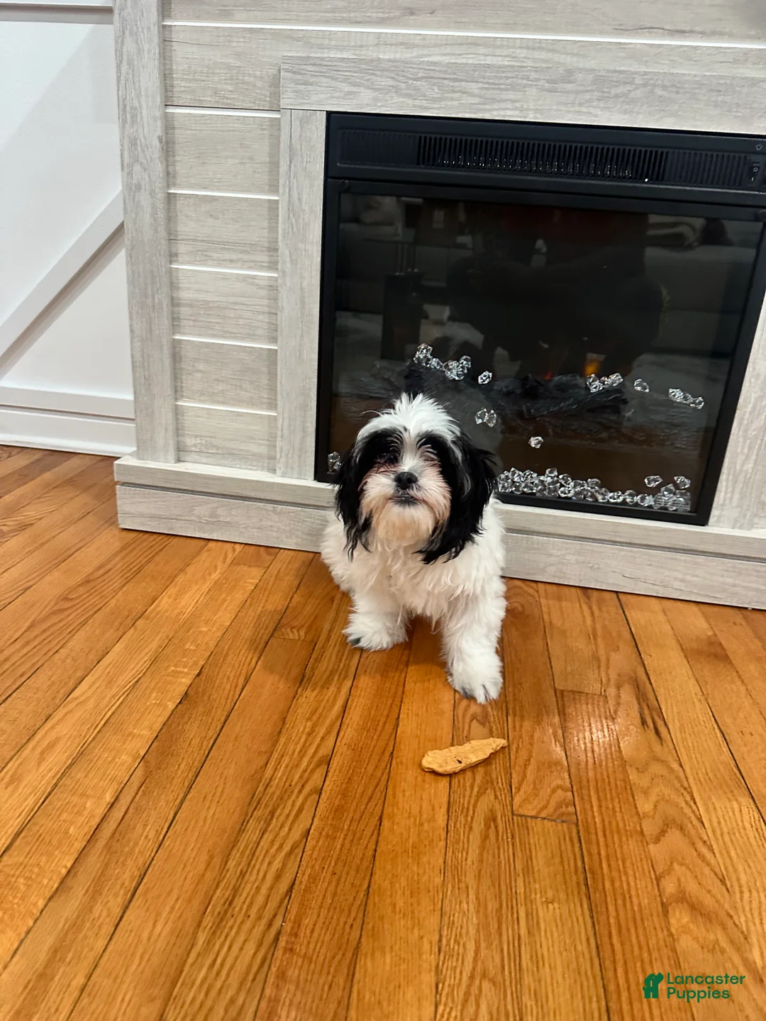 Malshi dogs for sale: Malshi Puppy 1 - Ad 12