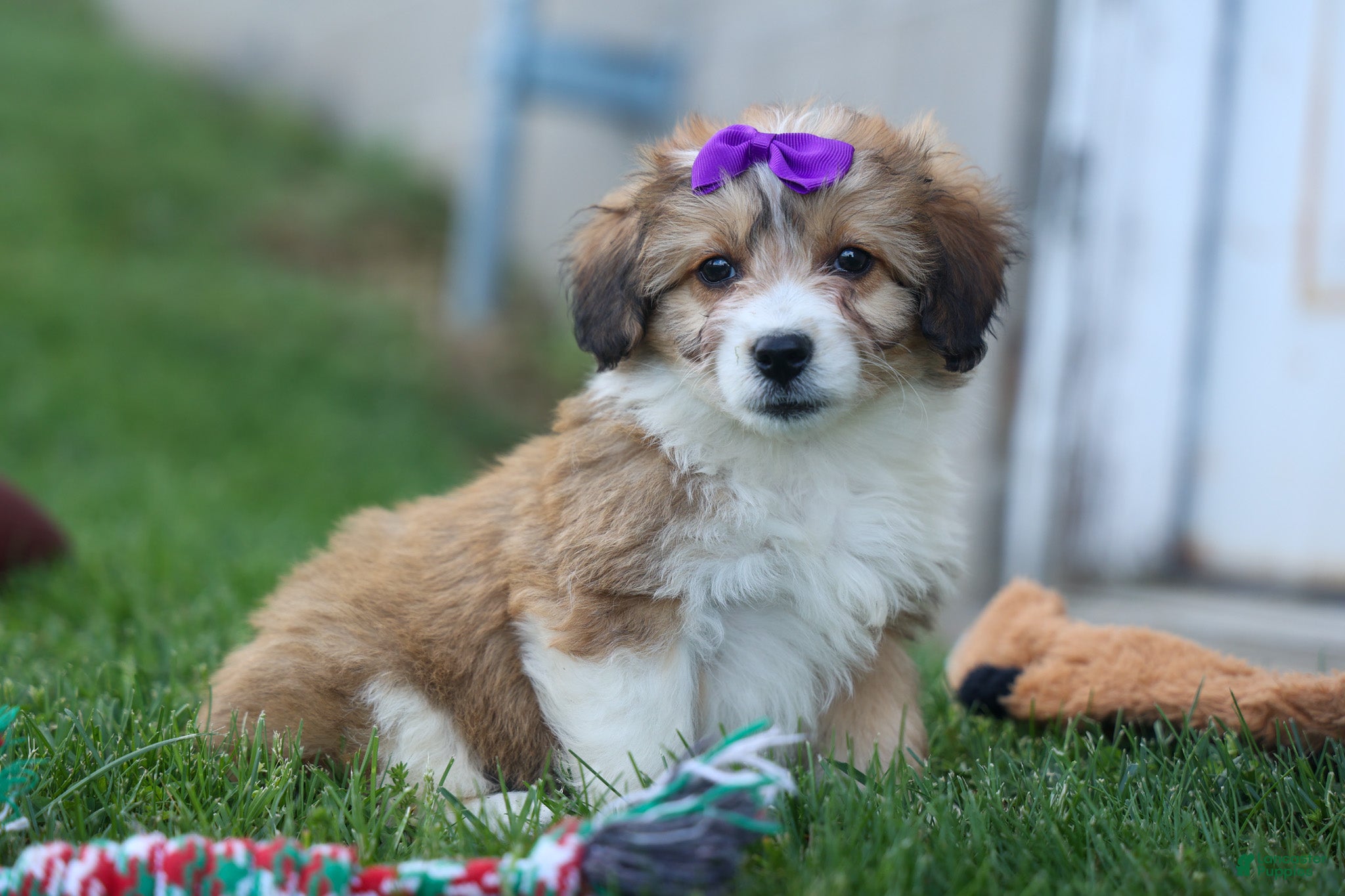 Corgipoo Puppies for sale in Berlin, Ohio | Lancaster Puppies