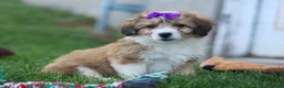 Corgipoo dogs for sale: NELLY - Ad 1