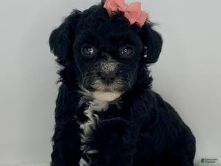 Toy Poodle dogs Juliet - Ad 2