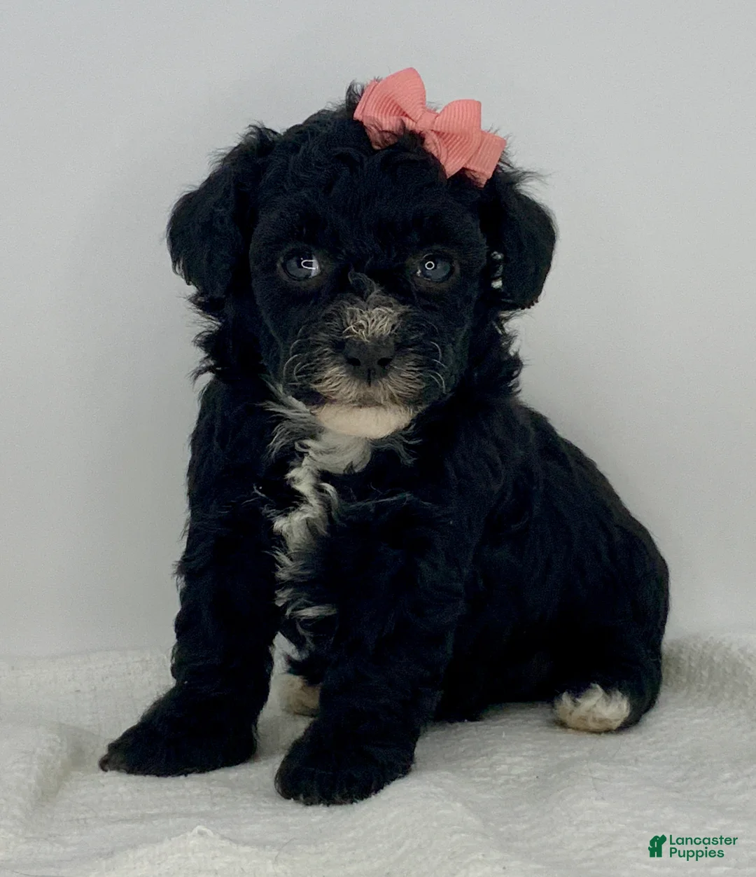 Toy Poodle dogs for sale: Juliet - Ad 1