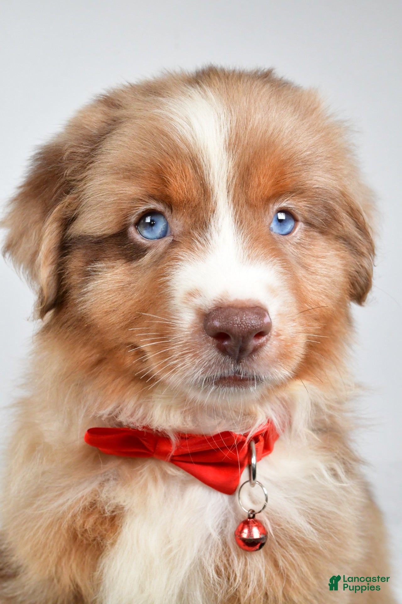 Miniature Australian Shepherd dogs Jaxon - Ad 2