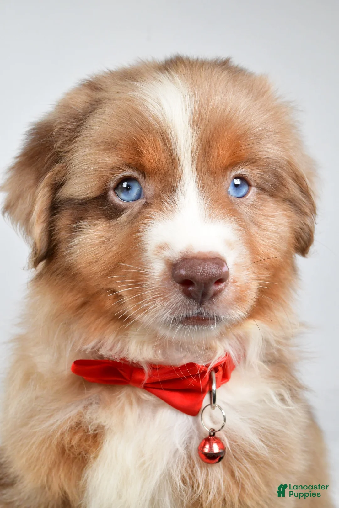 Miniature Australian Shepherd dogs for sale: Jaxon - Ad 2