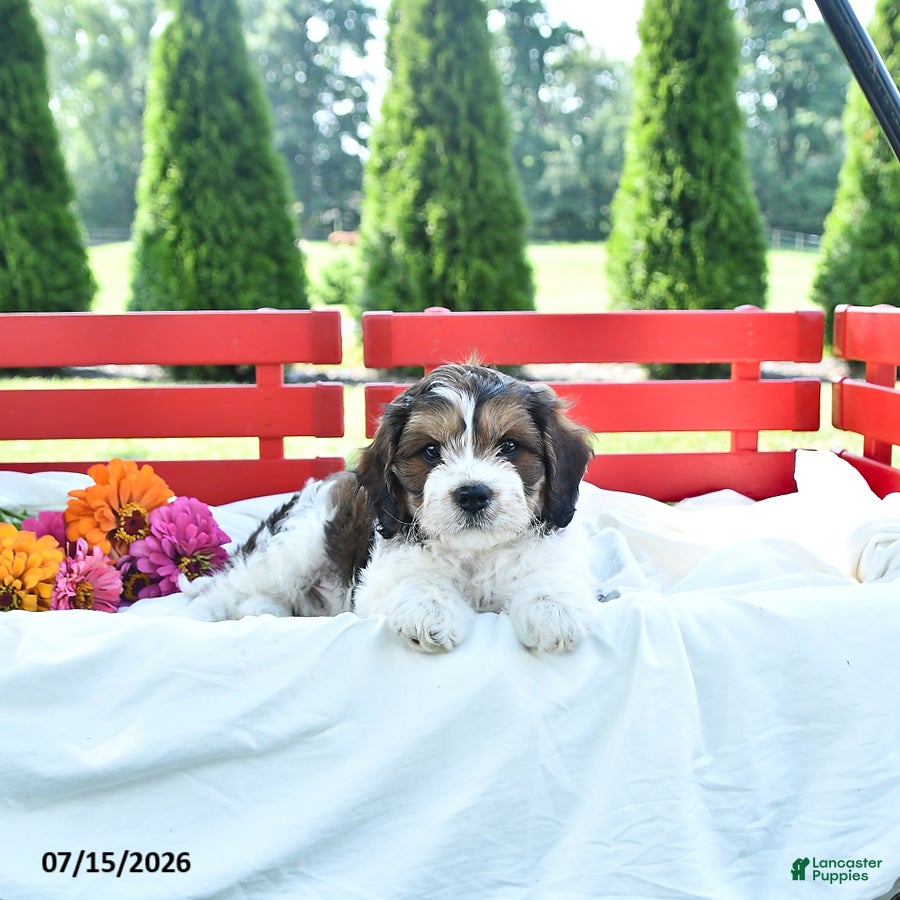 Cavapoo dogs Lincoln - Ad 1