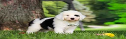 Sheepadoodle dogs for sale: Mason - Ad 4