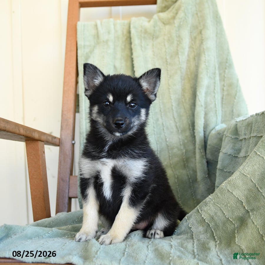 Pomsky dogs Bubbles - Ad 1