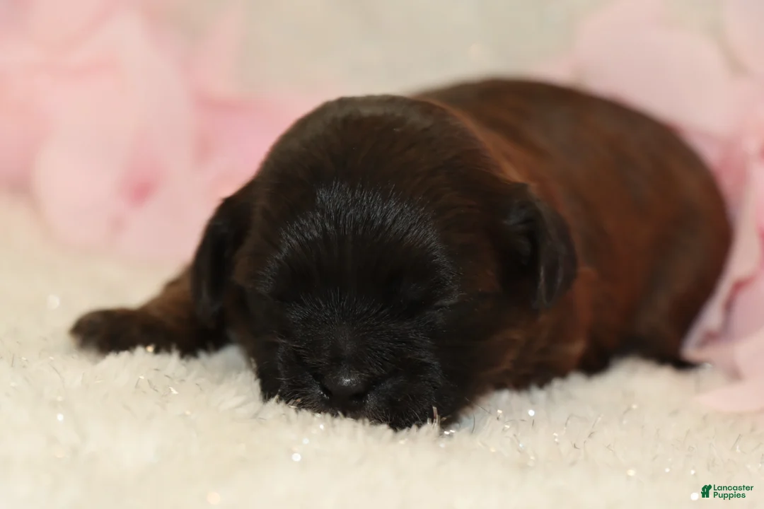 Shihpoo dogs for sale: Laura - Ad 6