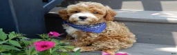 Mini Goldendoodle dogs for sale: Leo - Ad 4