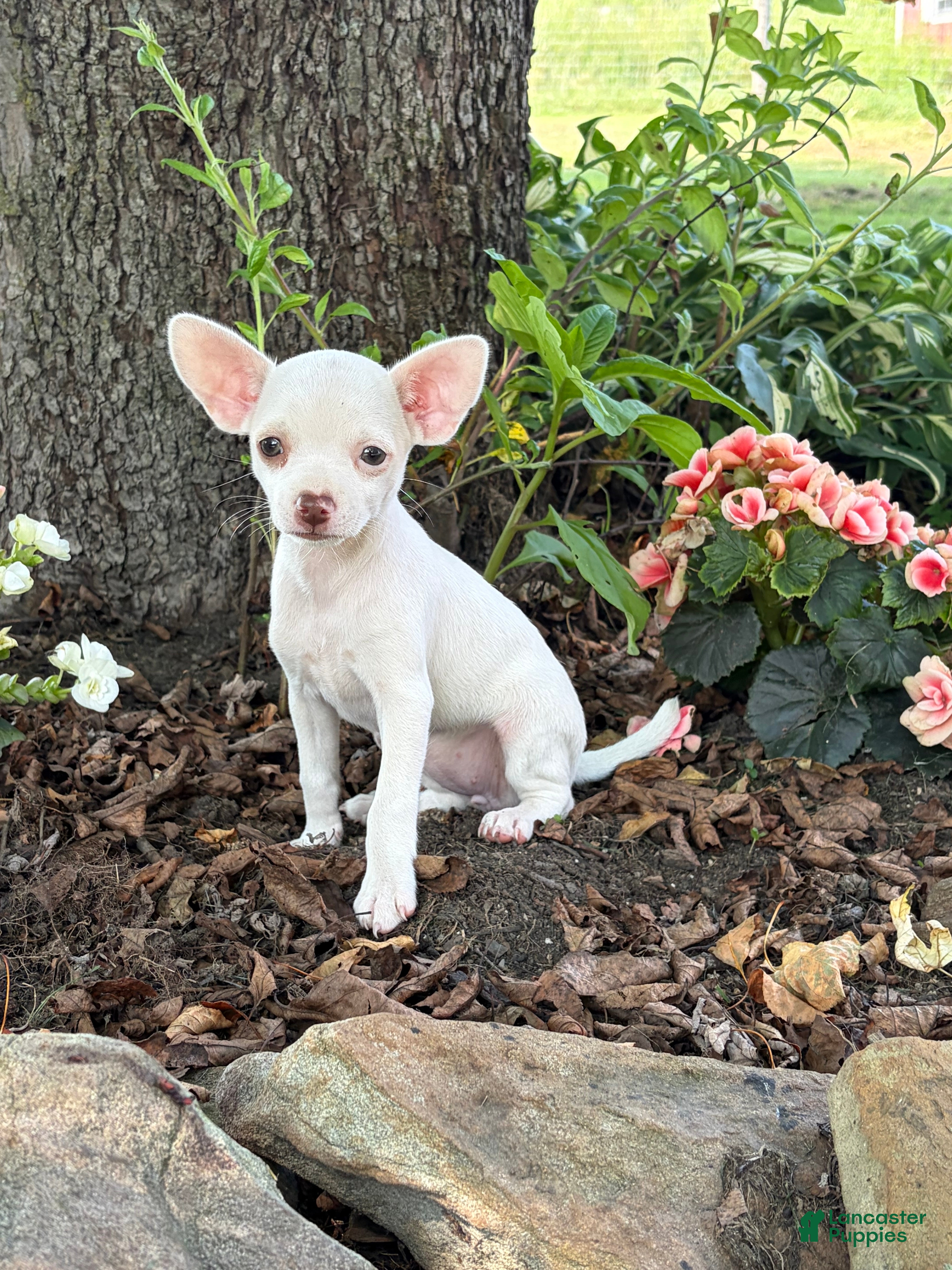 Chihuahua dogs Paislee - Ad 1