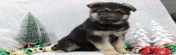 German Shepherd dogs for sale: Aspen - Ad 2