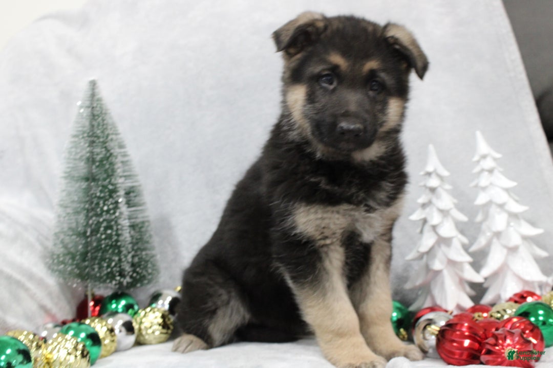 German Shepherd dogs for sale: Aspen - Ad 2