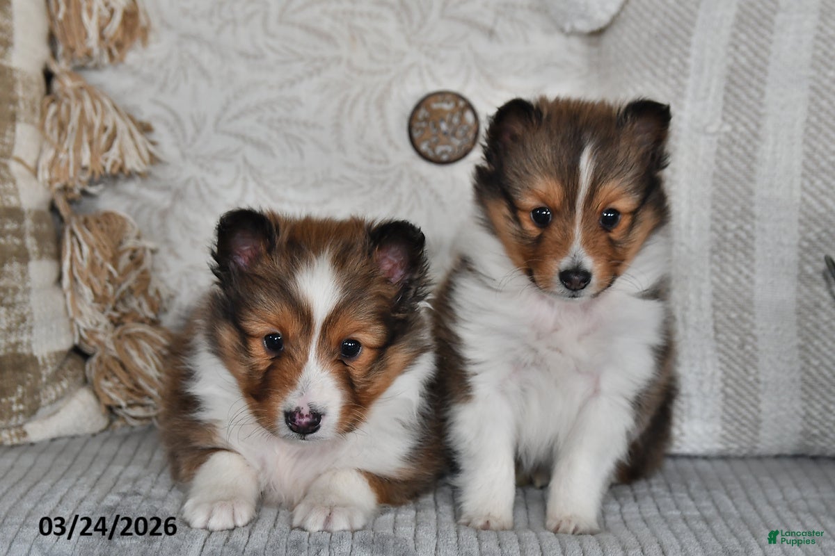 Shetland Sheepdog dogs Pepper - Ad 2
