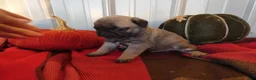 Pug dogs for sale: Pug 2 Trigger - Ad 4